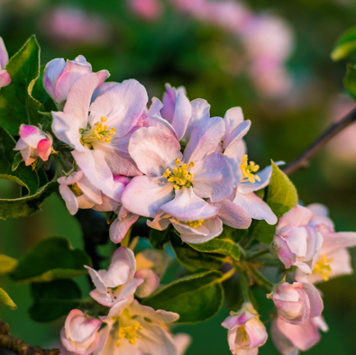 Apfelblüte_Closeup_01.jpg